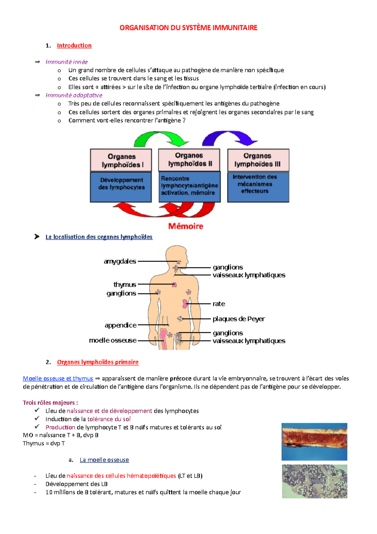 Organisation DU SystÈme Immunitaire - ORGANISATION DU SYSTÈME ...