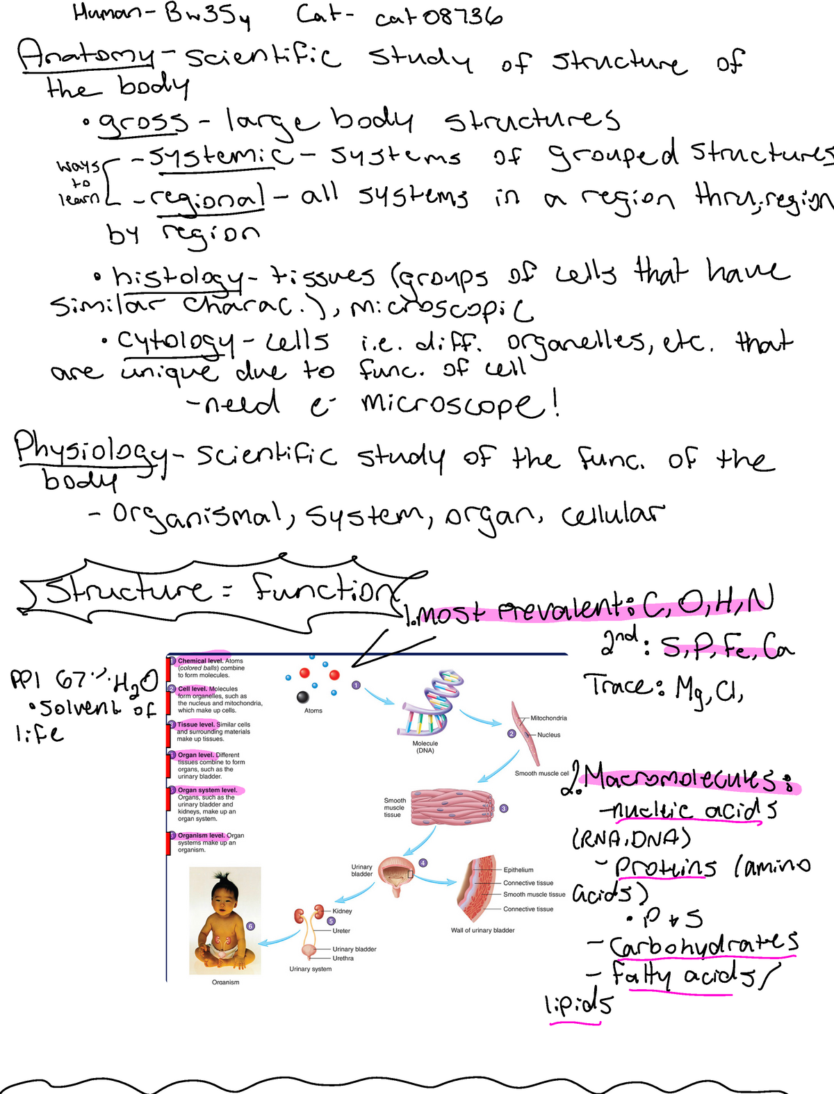 Lecture 1 - Cohn - Human Bw35y Cat cat 08736 Anatomy scientific study ...