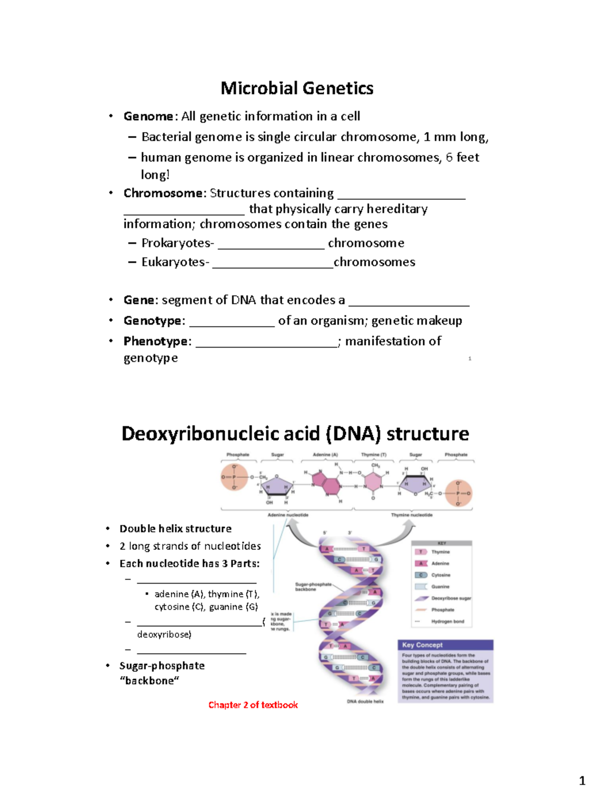 Microbial genetics notes - Microbial Genetics Genome: All genetic ...