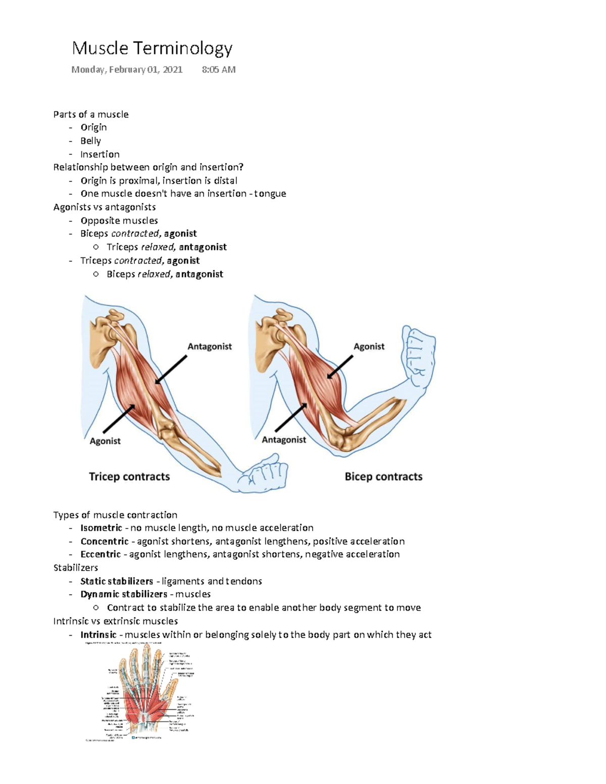 Muscle Terminology Parts Of A Muscle Origin Belly Insertion