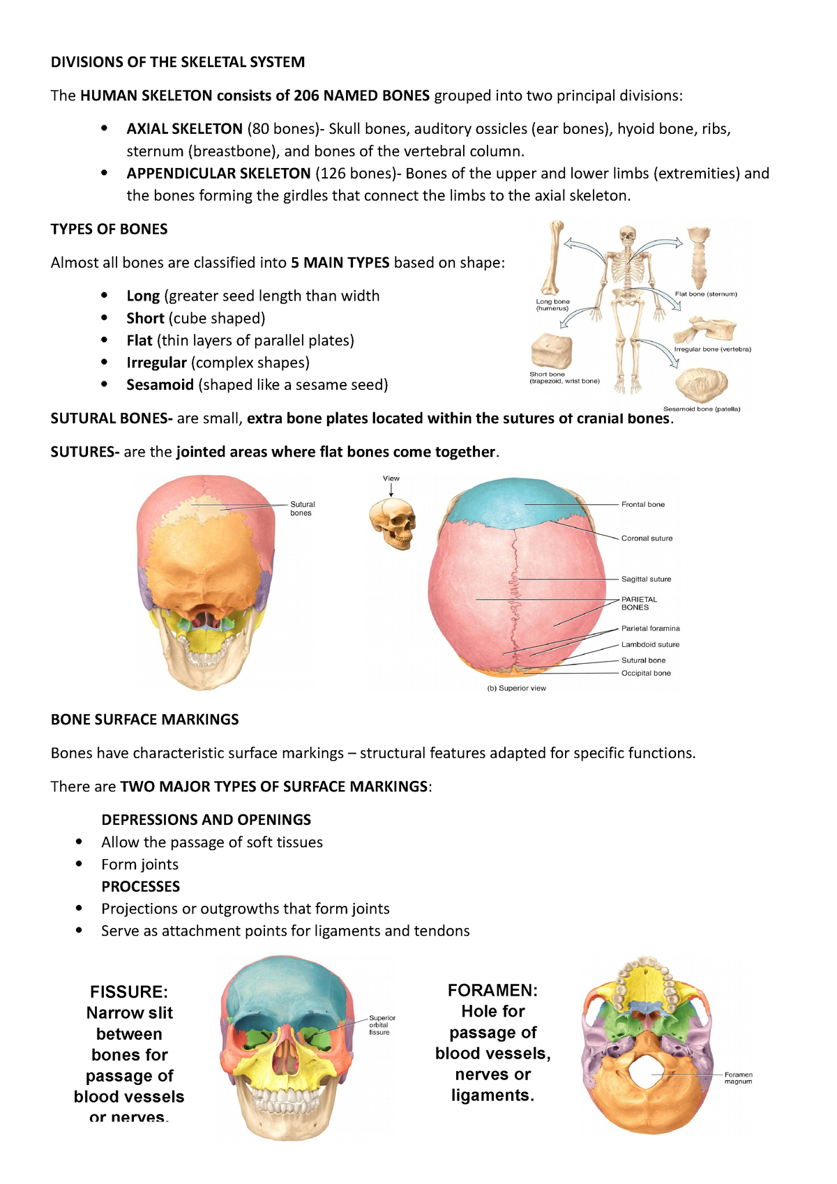 Divisions OF THE Skeletal System - DIVISIONS OF THE SKELETAL SYSTEM The ...