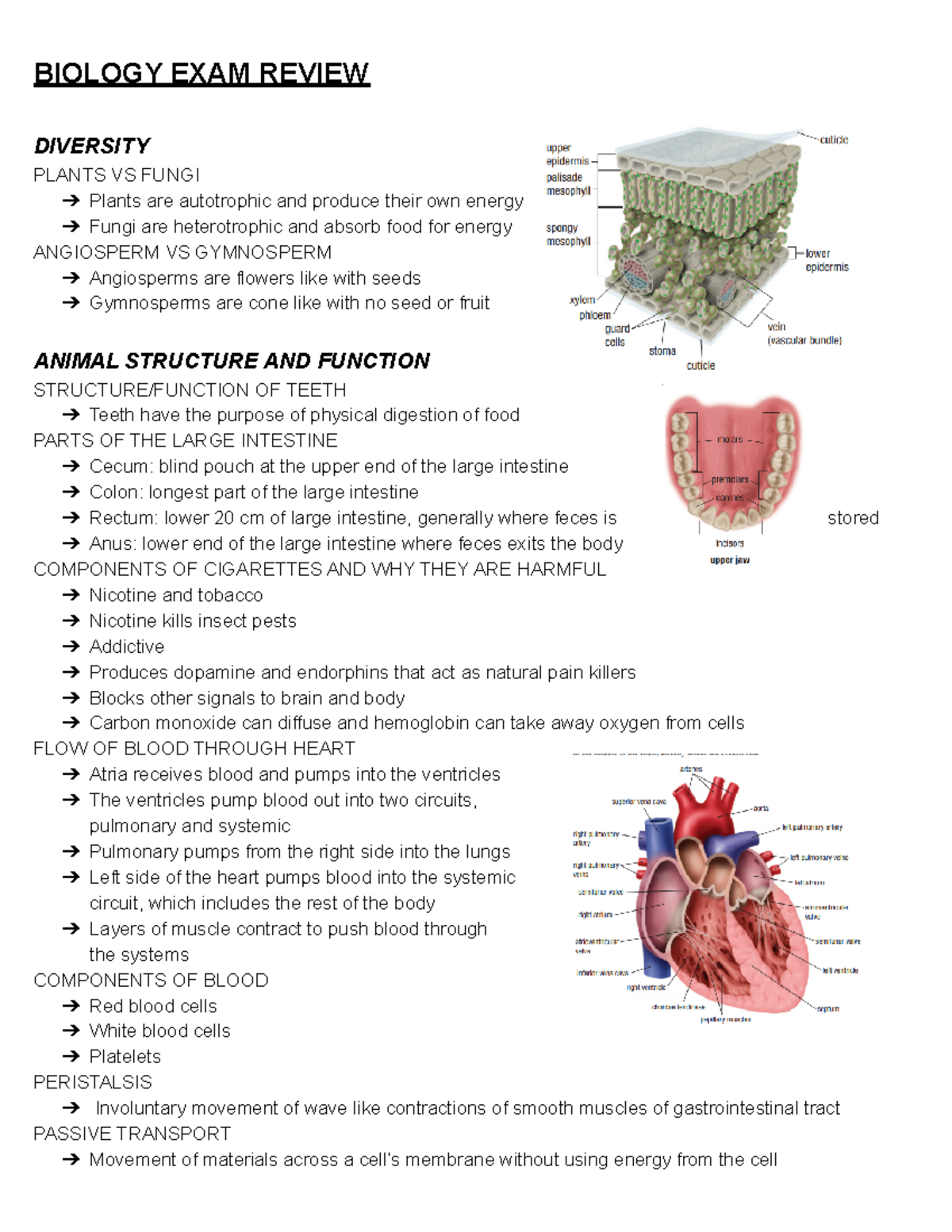 Biology EXAM Review - Studocu