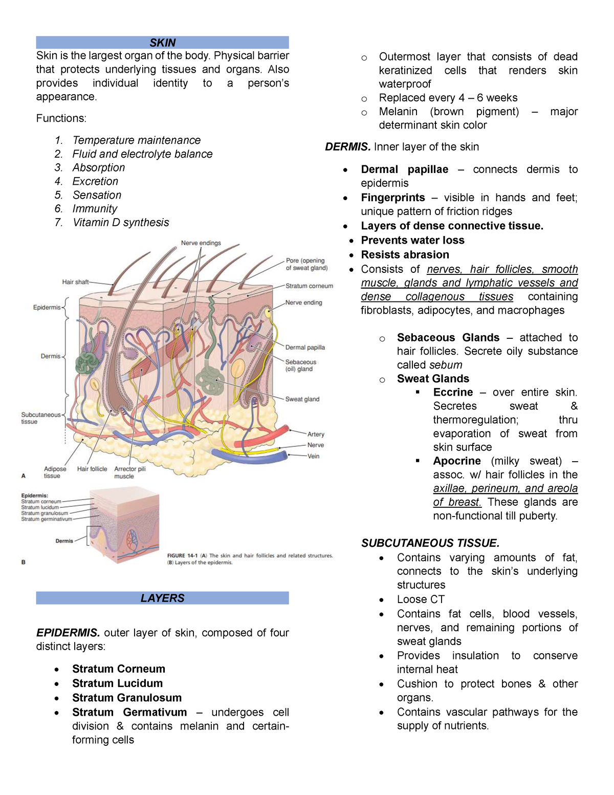 SKIN-HAIR- Nails - aaaaa - SKIN Skin is the largest organ of the body ...