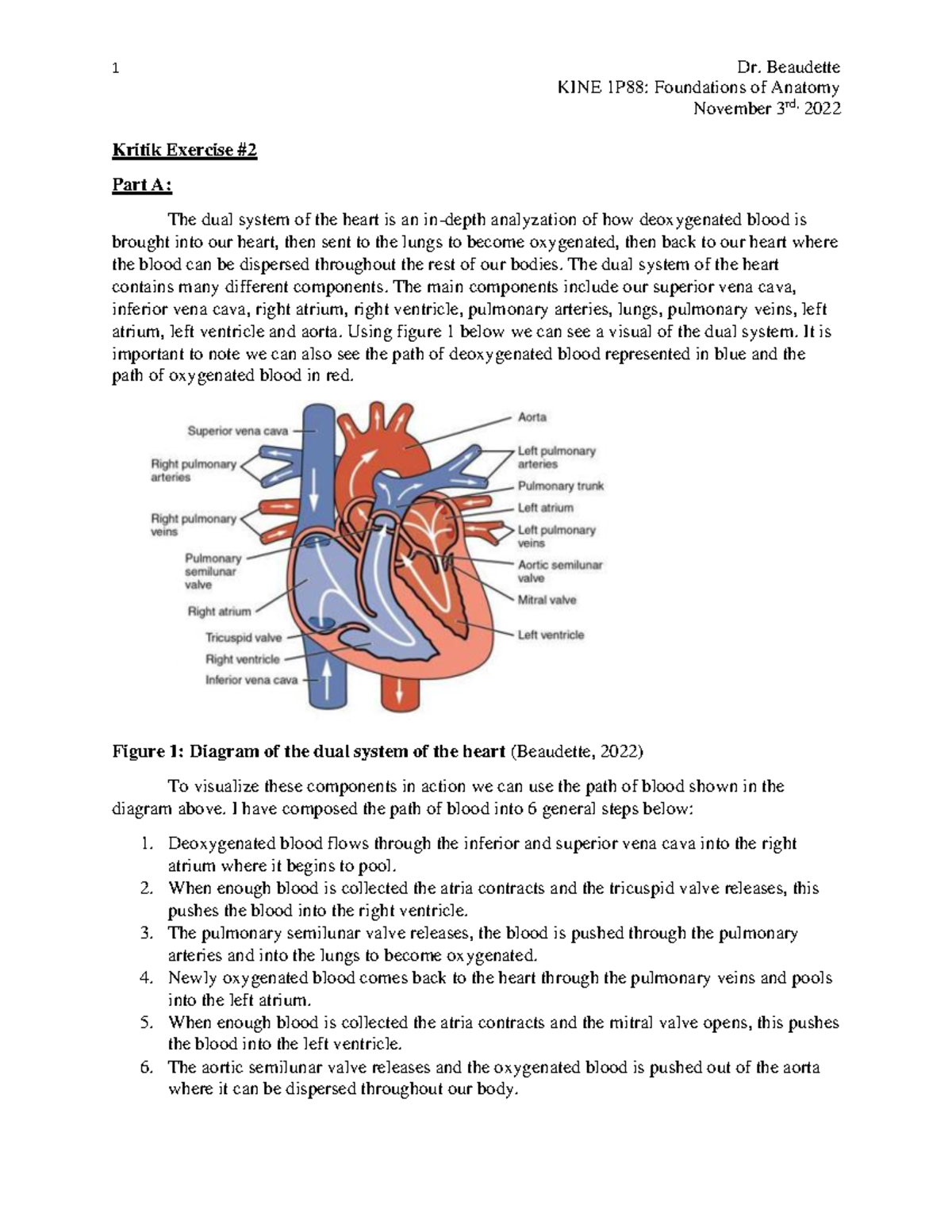 KINE1P88-Kritik Exercise 2 - KINE 1P88: Foundations of Anatomy November ...