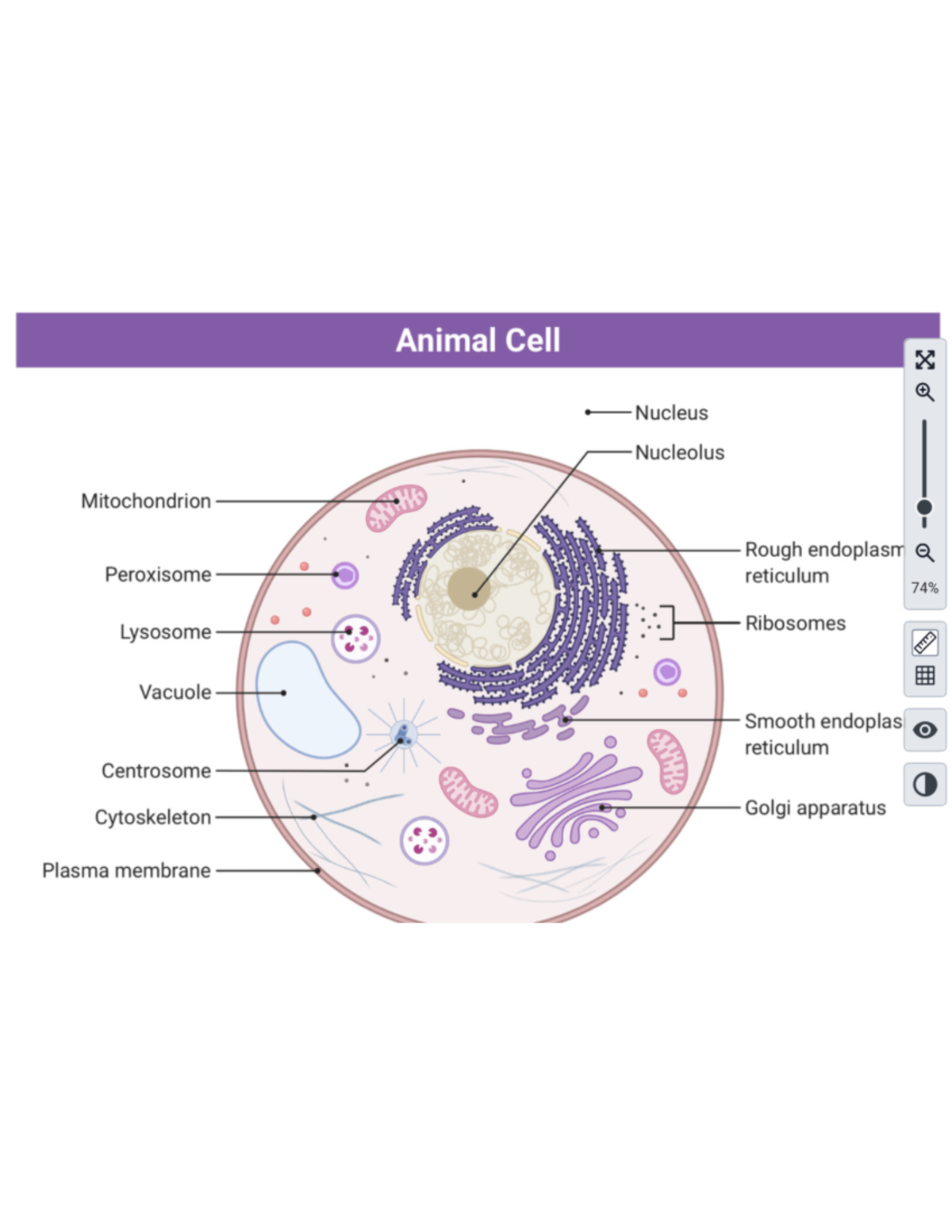 Animal Cell Representation - BIOL 8146 - Studocu