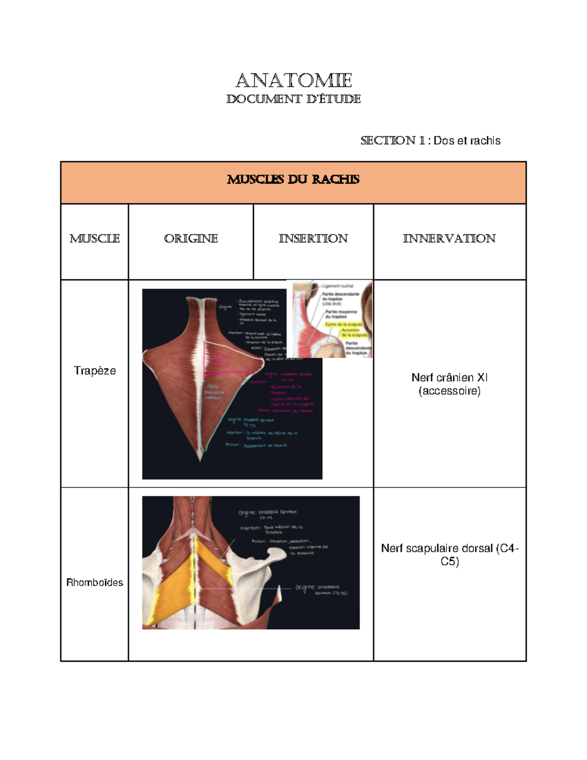 Anatomie pdf - Cours donné en ergothérapie première année - ANATOMIE ...