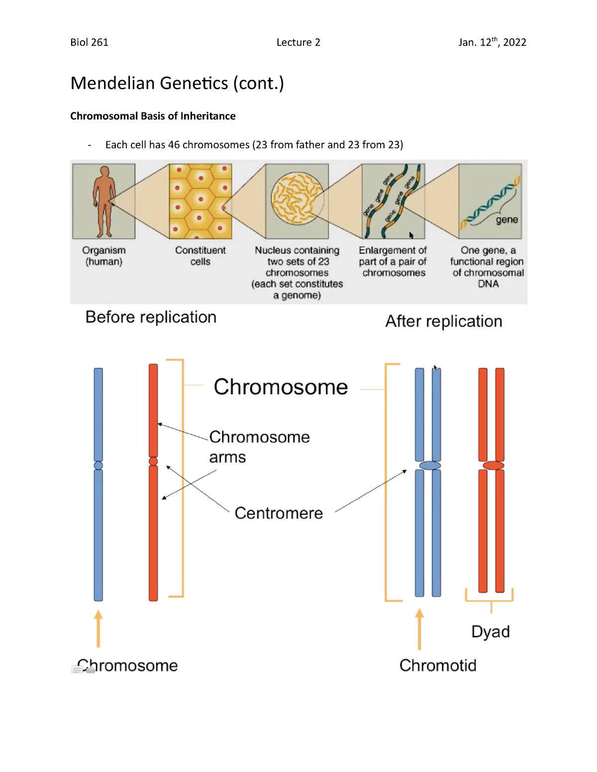 Lecture 2 Mendelian Genetics Mendelian Genetics Cont Chromosomal Basis Of Inheritance Each 4565