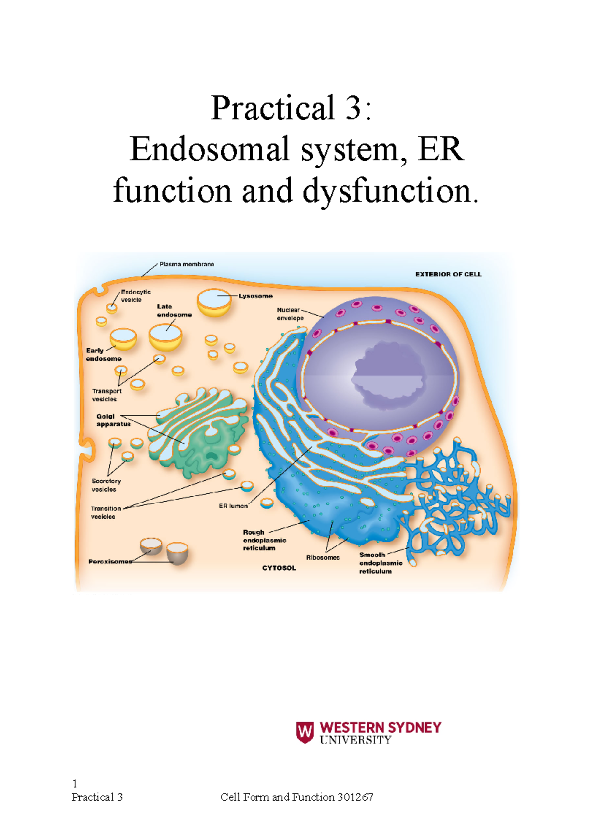 Practical 3 Endosomal system ER function and ER stress Final edit 2022 ...
