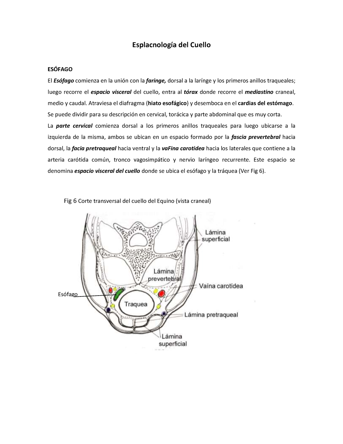 Esplacnología Del Cuello - Esplacnología Del Cuello ESÓFAGO El Esófago ...