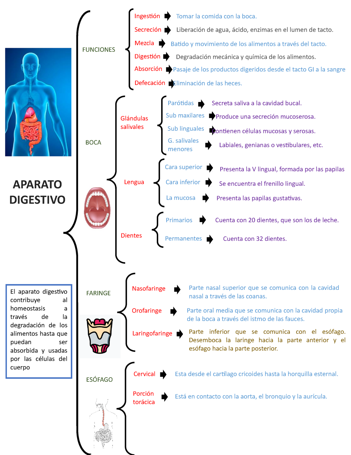 Cuadro Sinoptico Del Sistema Digestivo Y Sus Funciones Kulturaupice