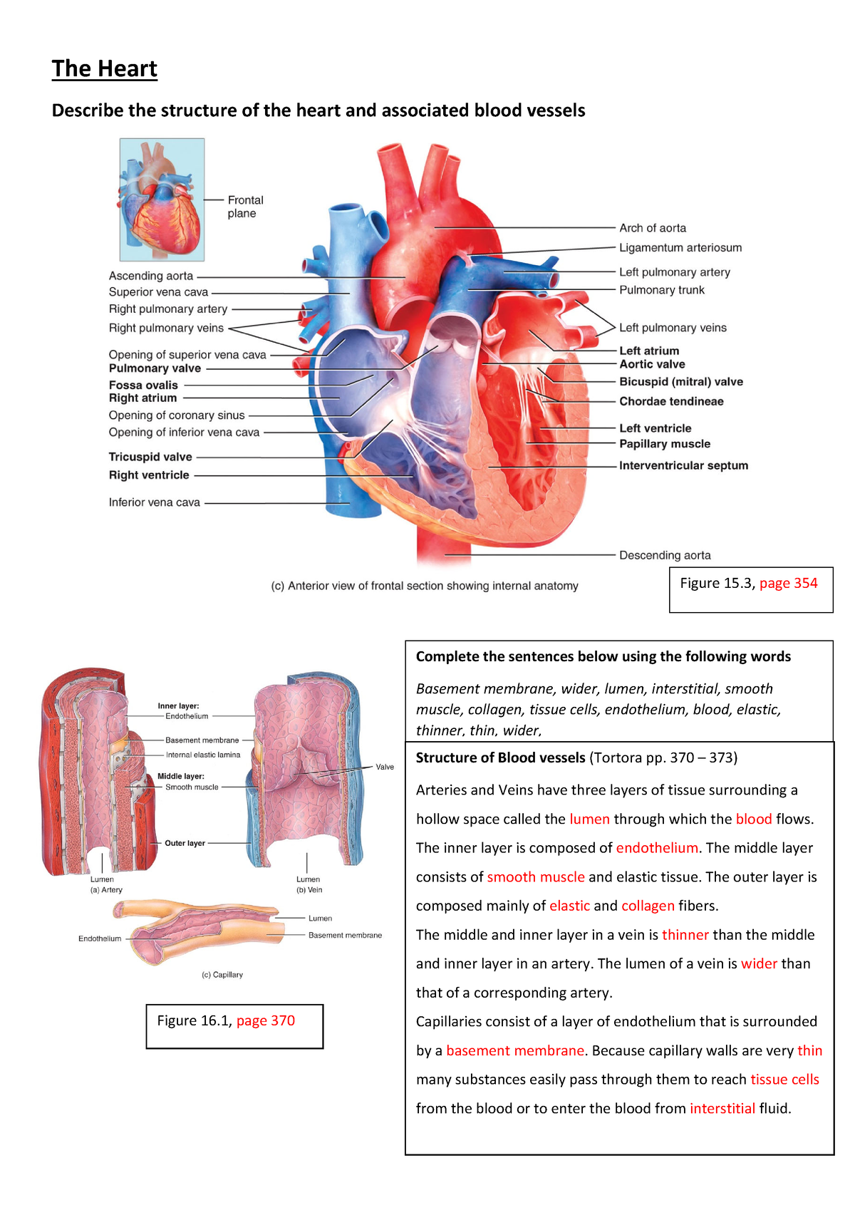 Tutorial 6 Answers The Heart - The Heart Describe the structure of the ...