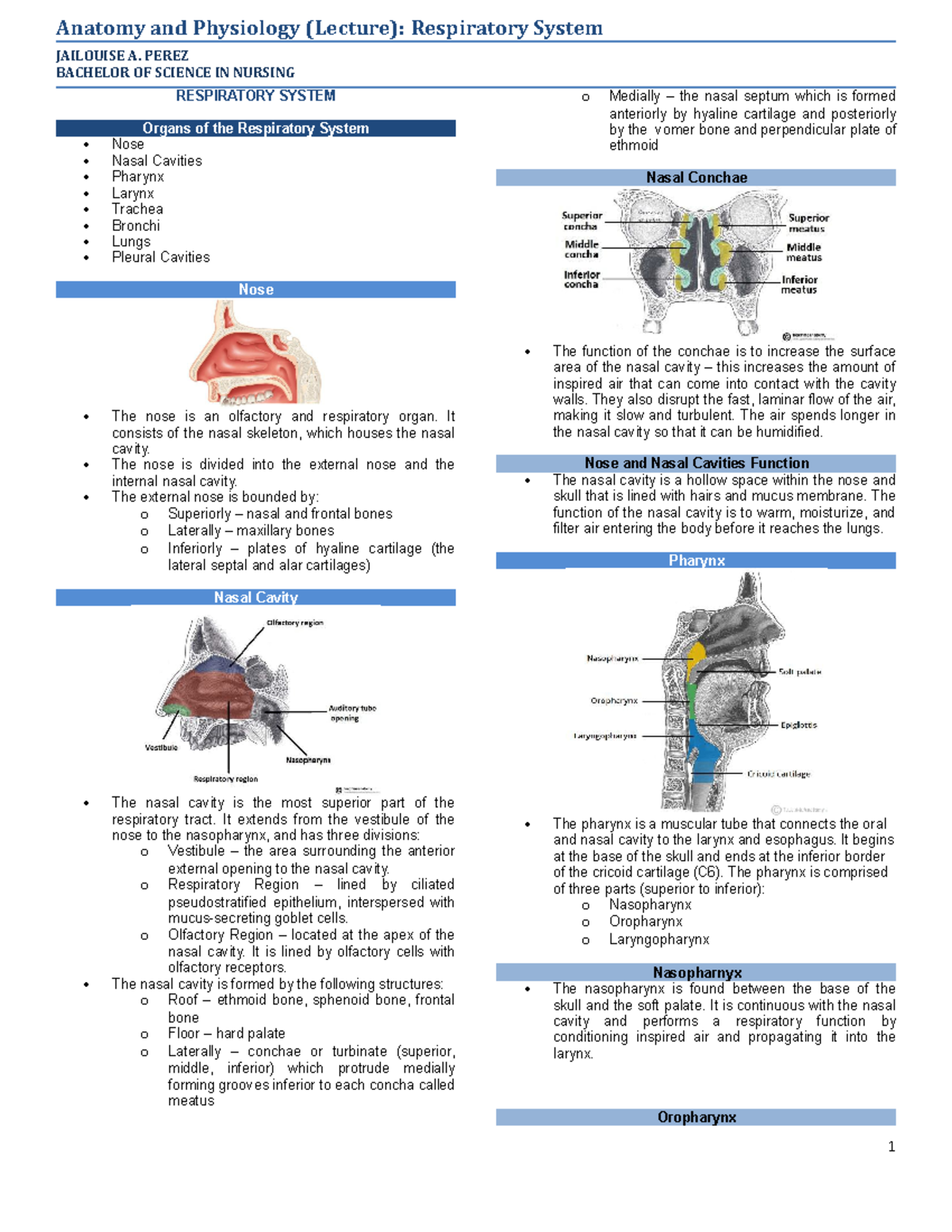 [ Anaphy LEC] Perez 11 Respiratory System - JAILOUISE A. PEREZ BACHELOR ...