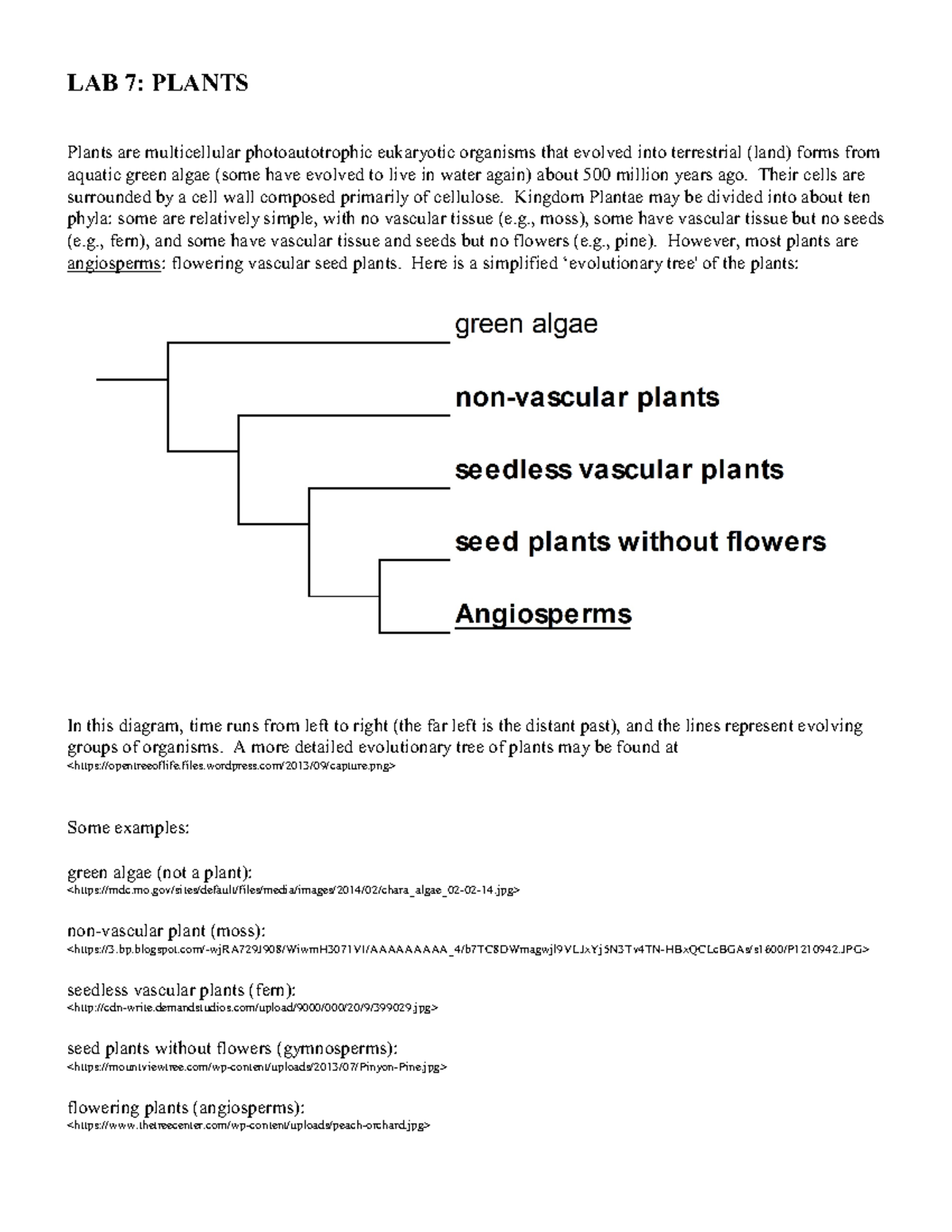Lab 07 information LAB 7 PLANTS Plants are multicellular