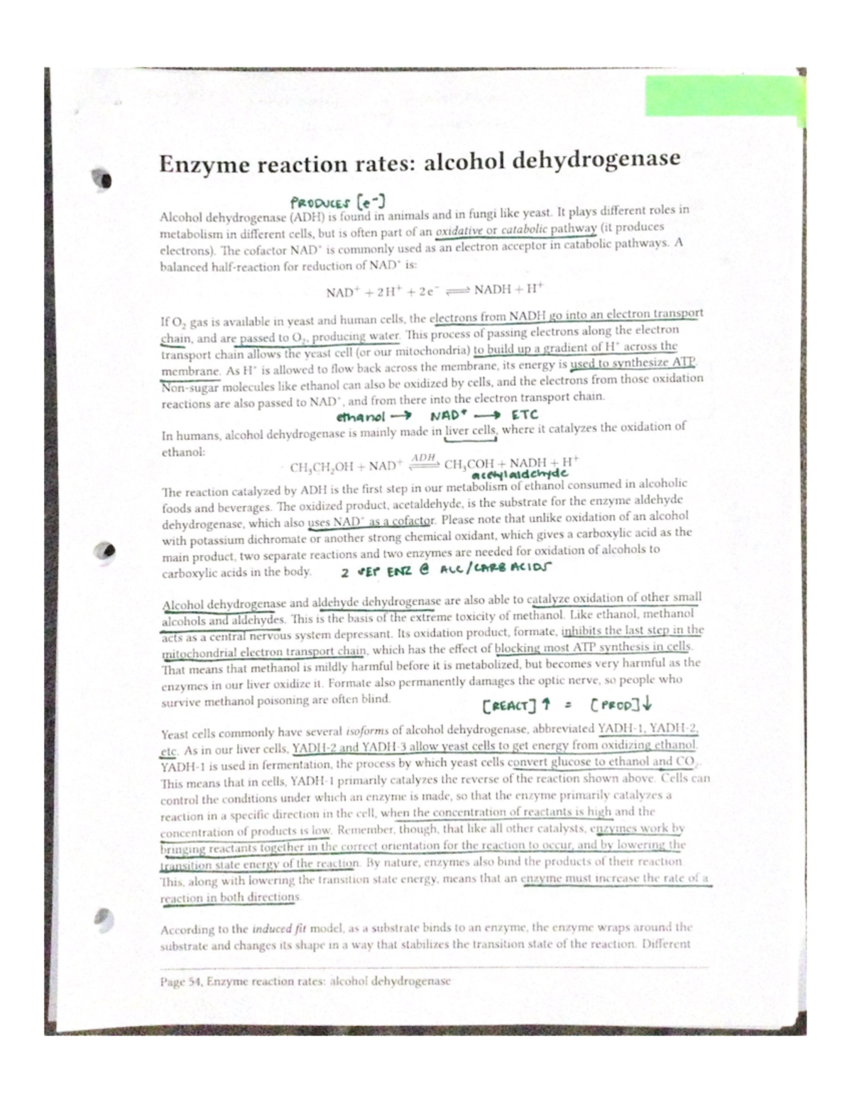 Enzyme Reaction Rates - CHEM 1125 - Studocu