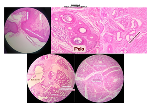 2º Ano - Módulo 8 - Roteiro 2 - Histologia - Orelha - Histologia III ...