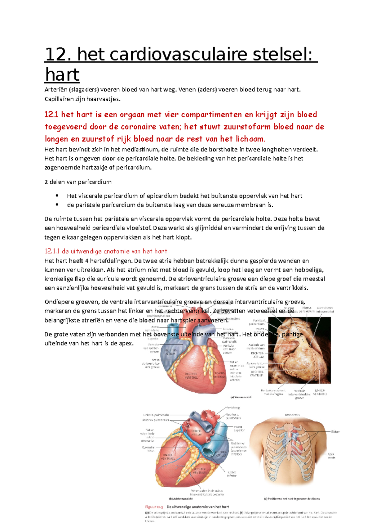 12. Het Cardiovasculaire Stelsel, Het Hart - 12. Het Cardiovasculaire ...