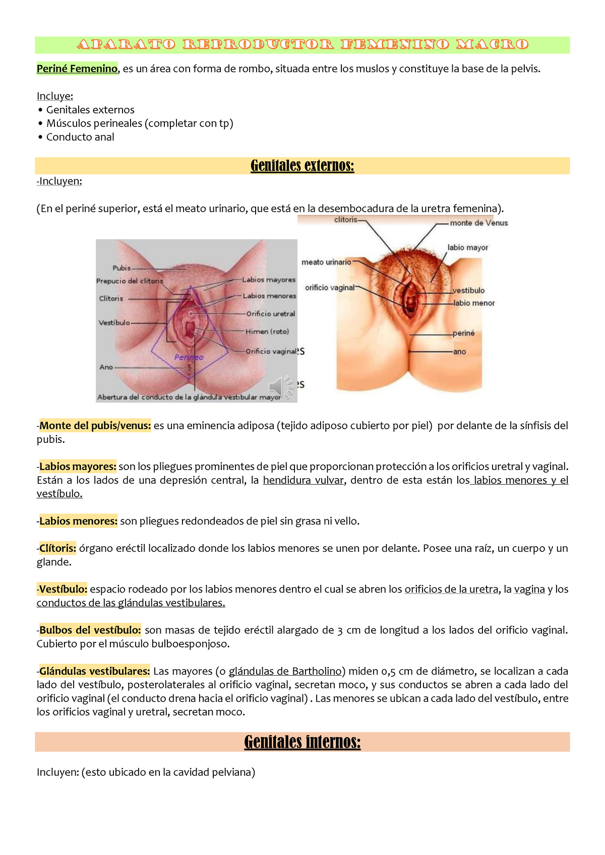 Apuntes Aparato Reproductor Femenino - PerinÈ Femenino, es un ·rea con  forma de rombo, situada entre - Studocu