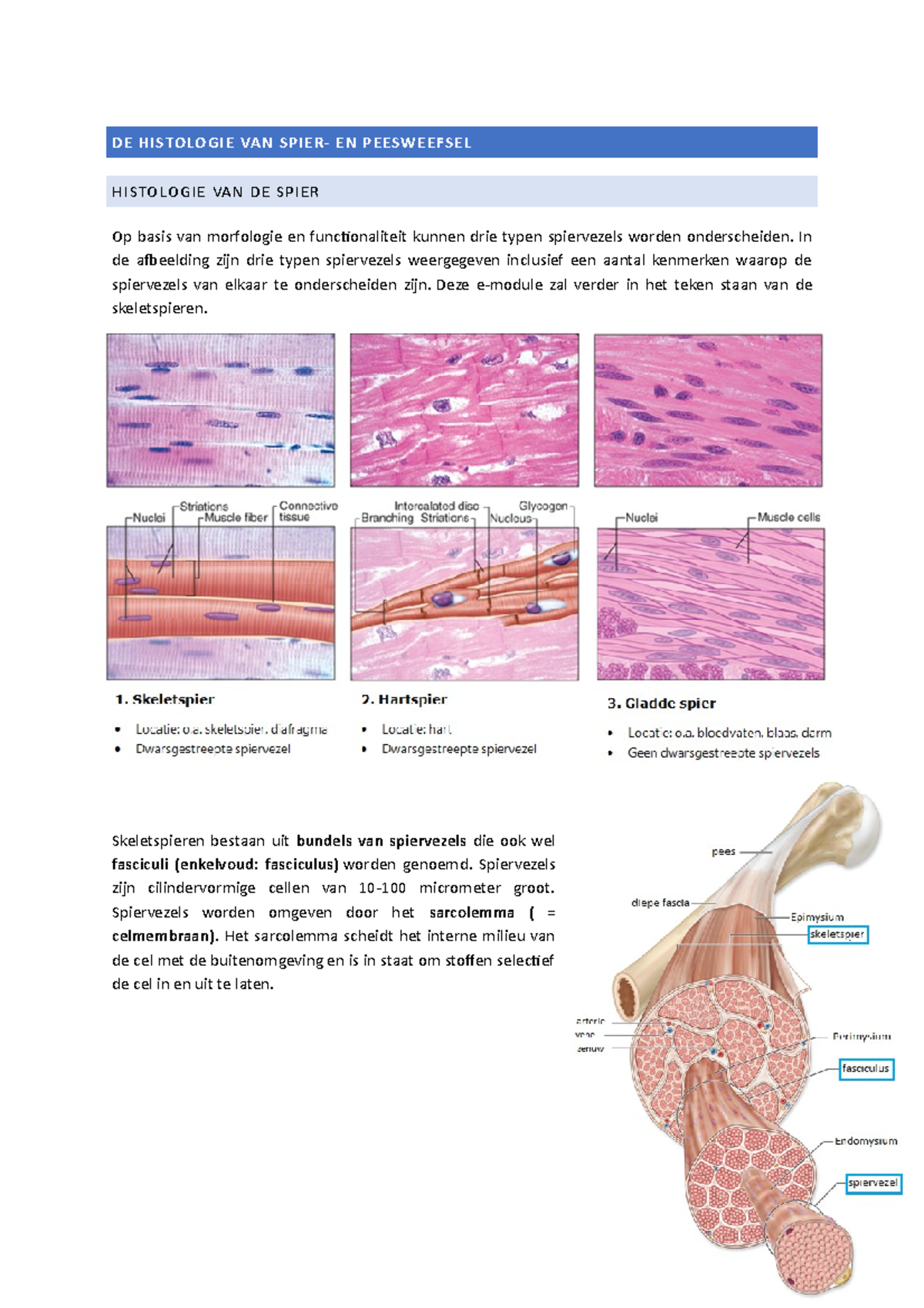 De Histologie Van Spier- En Peesweefsel - DE HISTOLOGIE VAN SPIER- EN ...