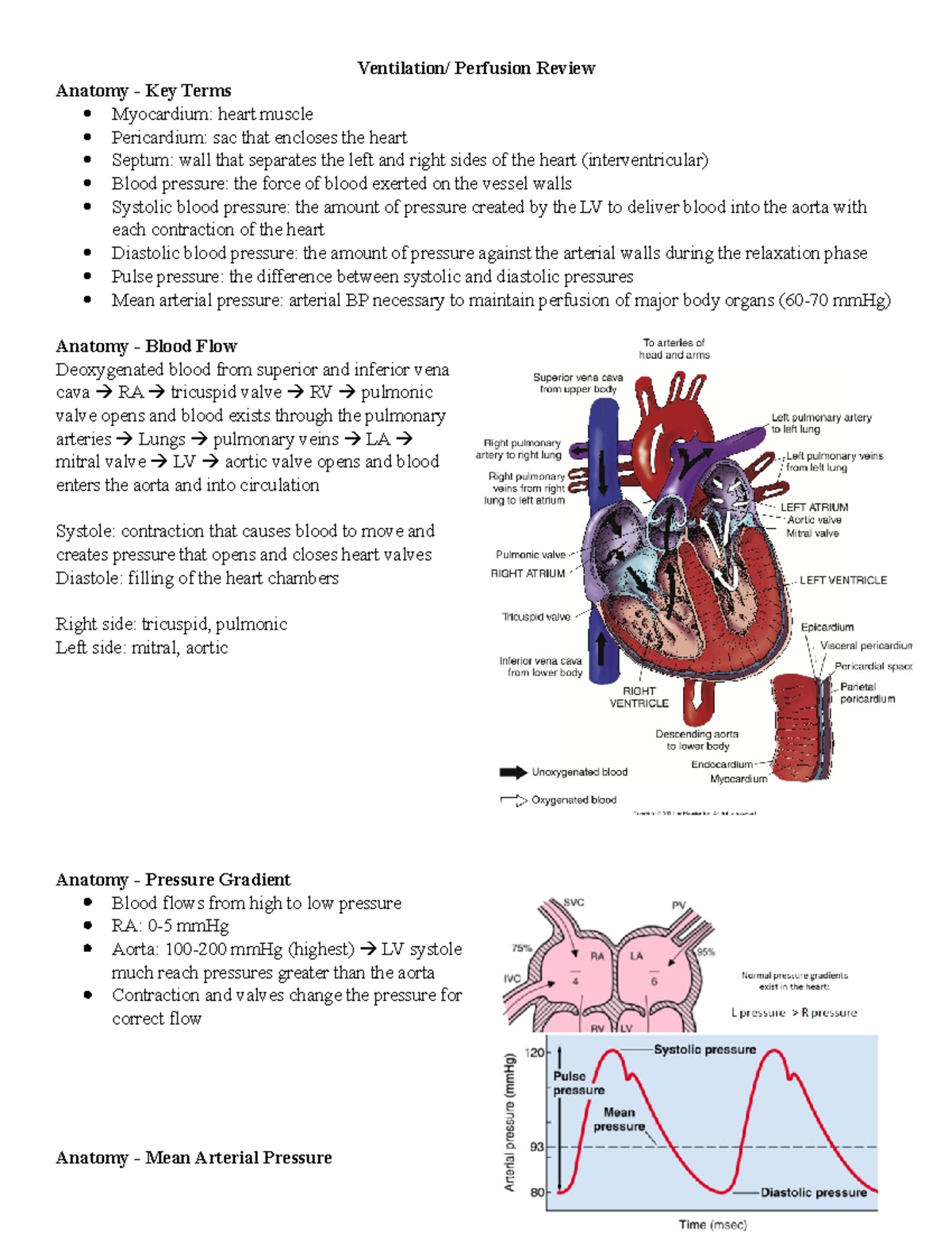 Ventilation and Perfusion - Ventilation/ Perfusion Review Anatomy - Key ...