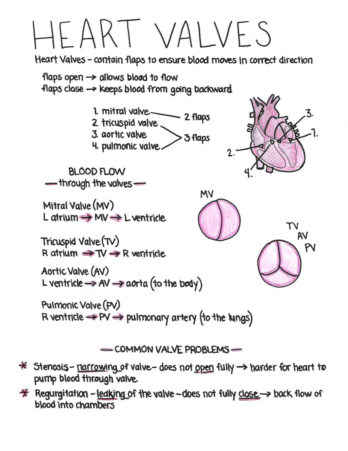 Heart valves - NU 101 - Studocu