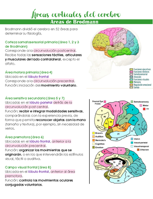 Neuroanatomía Guía M1 - Neuroanatomía Guía M Monitor Alejandro Jimenez ...