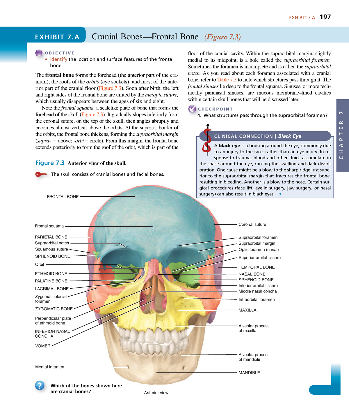 7.3 The Skull – Anatomy & Physiology