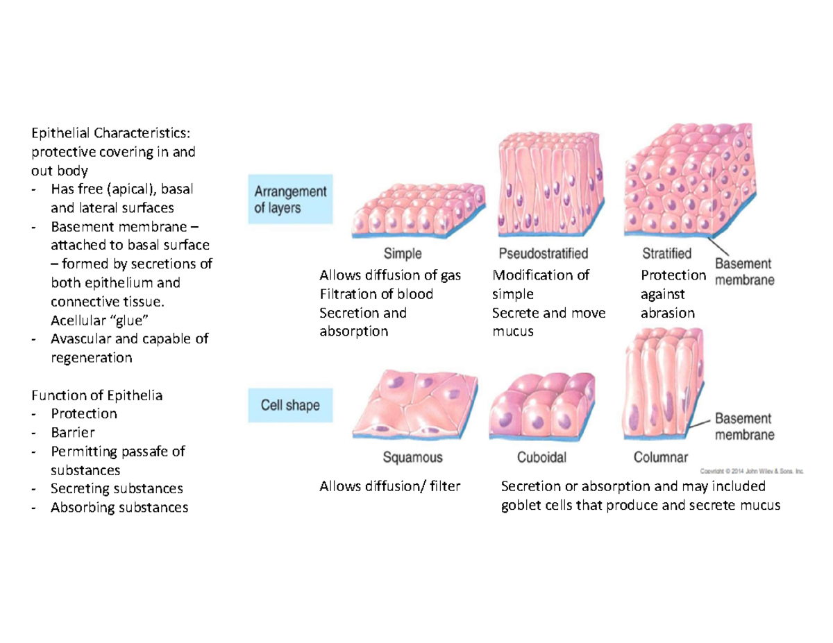 Kin 2y03 histology notes - Epithelial Characteristics: protective ...