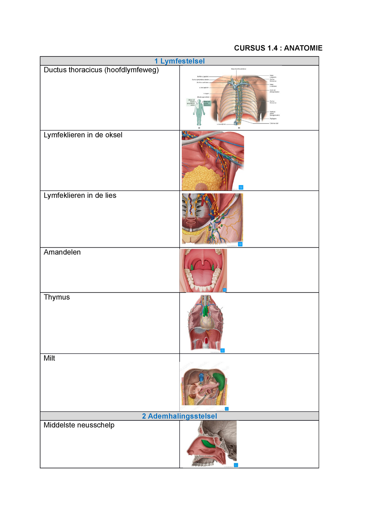 Afbeeldingen Cursus 1 Anatomie 1 Lymfestelsel Ductus Thoracicus