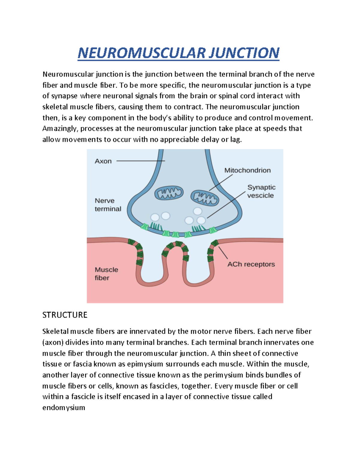 Neuromuscular-junction - NEUROMUSCULAR JUNCTION Neuromuscular junction ...