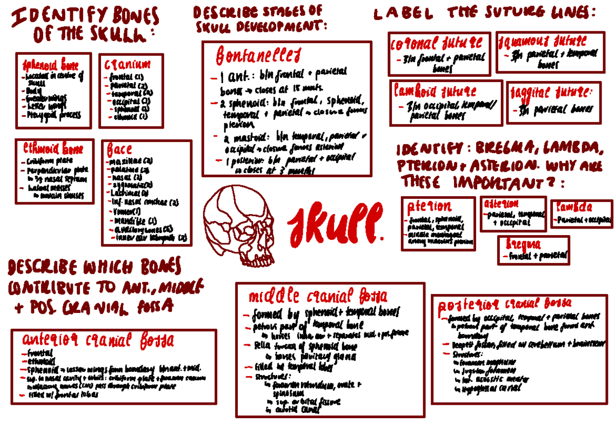 Anatomy summary - IDENTIFY BONES DESCRIBE STAGES Of LABEL THE SUTURE ...