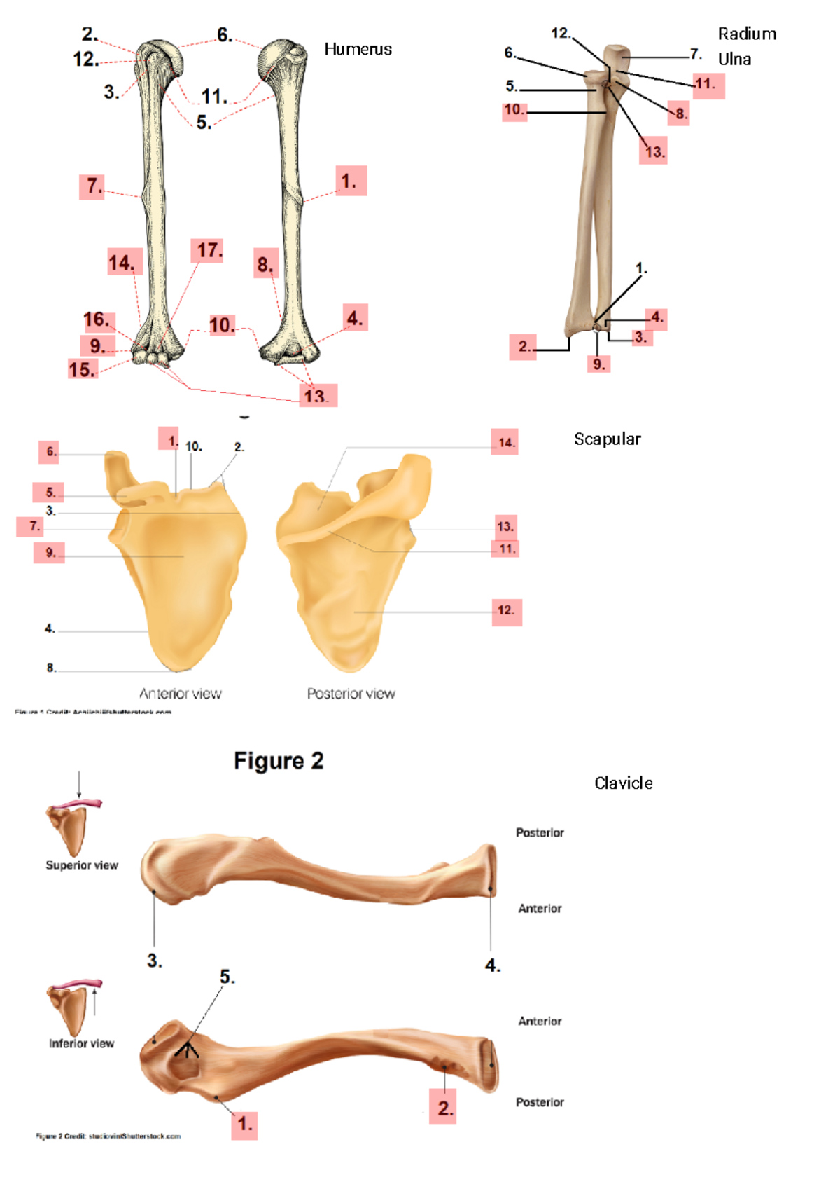 regional bones to write their name - BIO 207 - Studocu