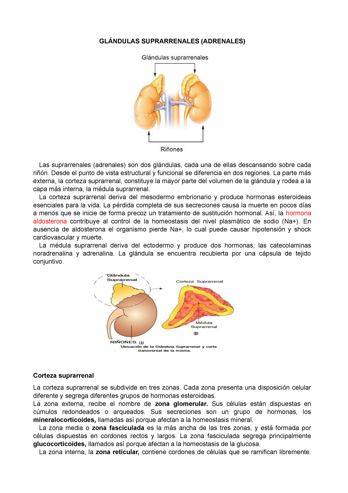 Las Glándulas Suprarrenales Producen Las Hormonas Cortisol, Aldosterona ...