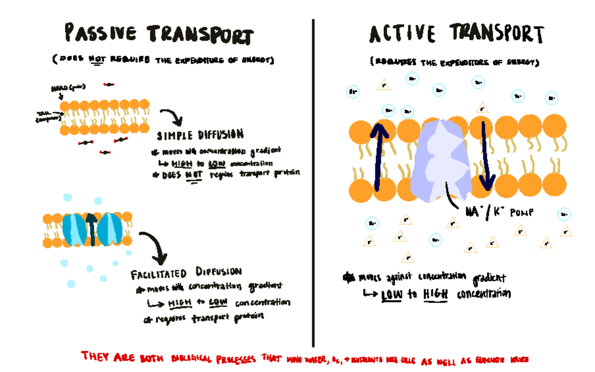 Active vs. Passive Transport - ####### PASSIVE TRANSPORT ACTIVE ...