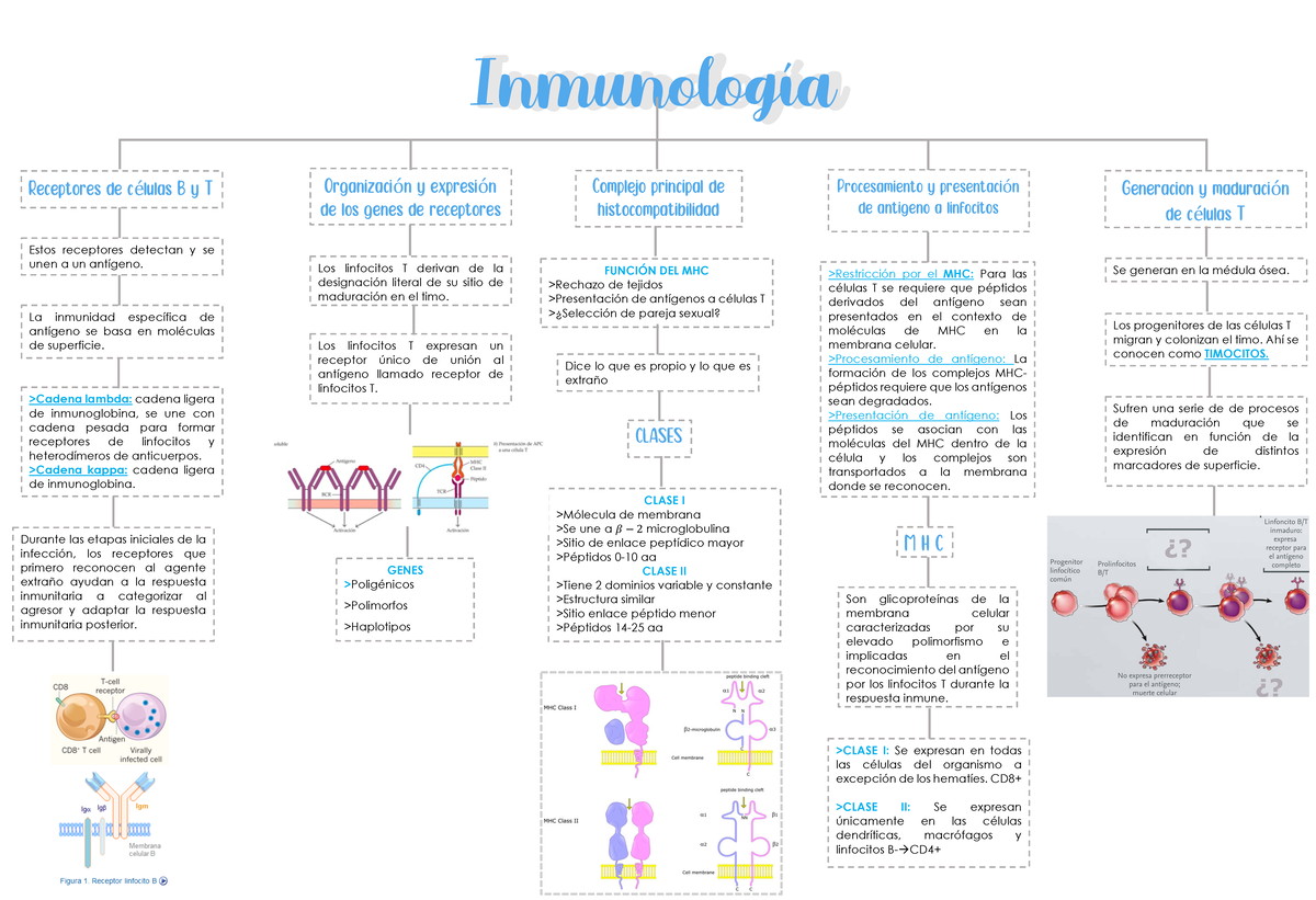Mapa inmuno 22docx - Notas - Inmunología Receptores de células B y T ...