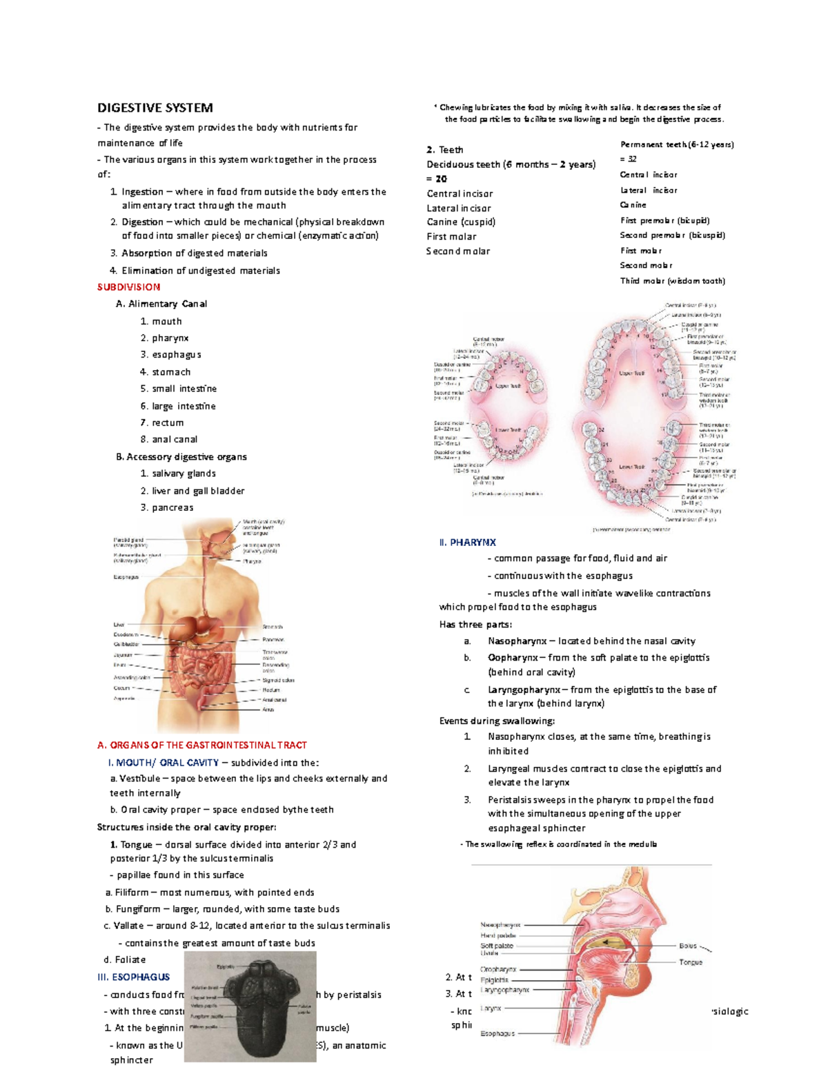 Digestive System - notes - DIGESTIVE SYSTEM The digestive system ...
