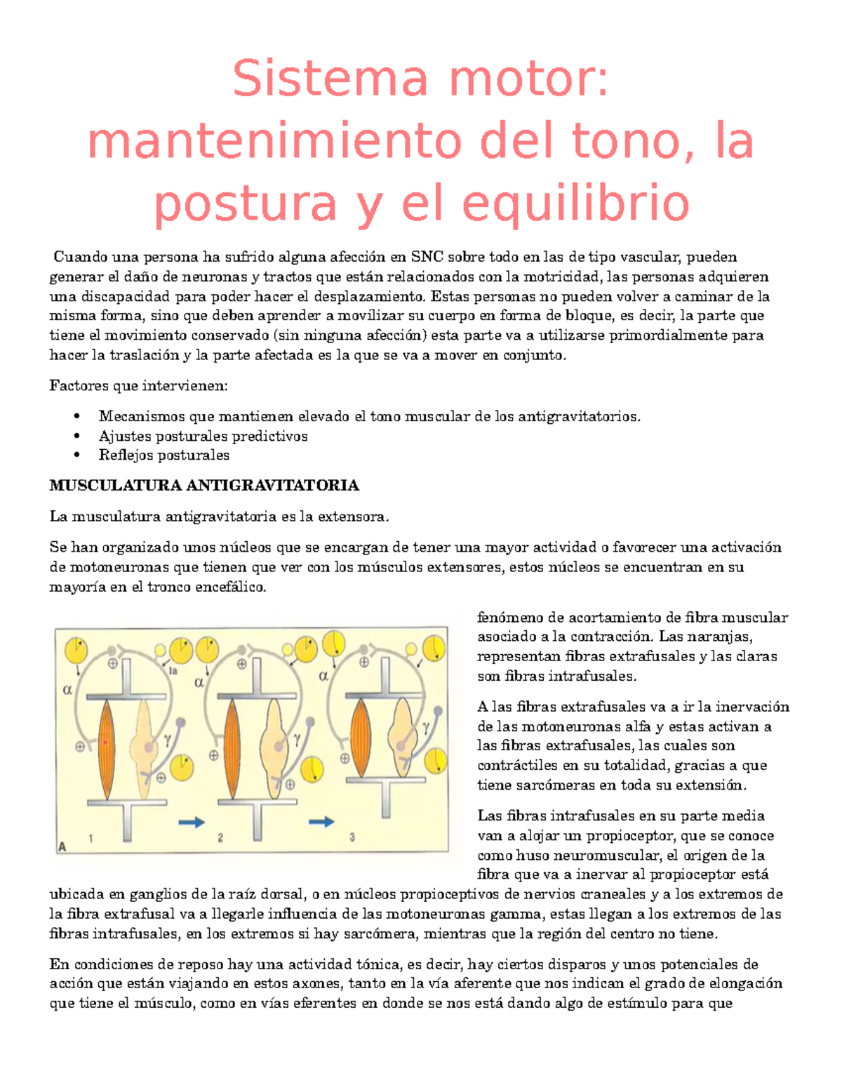 Sistema Motor Equilibrio Sistema motor mantenimiento del tono, la