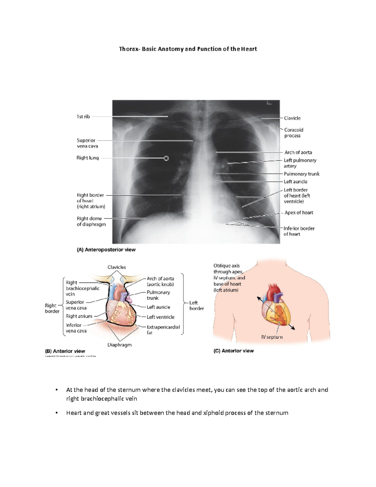 Thorax- Basic Anatomy Of Th Heart - Thorax- Basic Anatomy And Function 