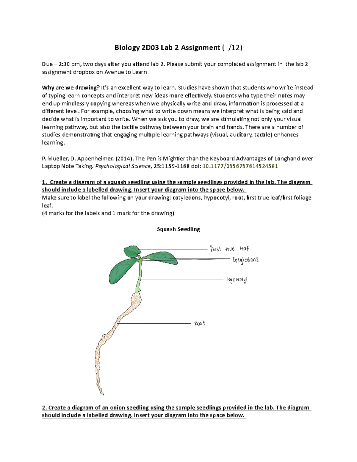 Bio 2D03 Lab 2 - Assignment - Biology 2D03 Lab 2 Assignment ( /12) Due ...