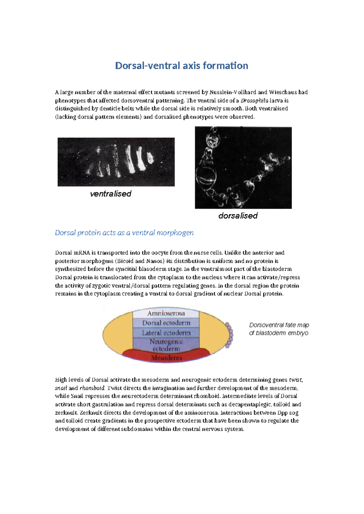 05 Dorsal-ventral patterning notes - Dorsal-ventral axis formation A ...