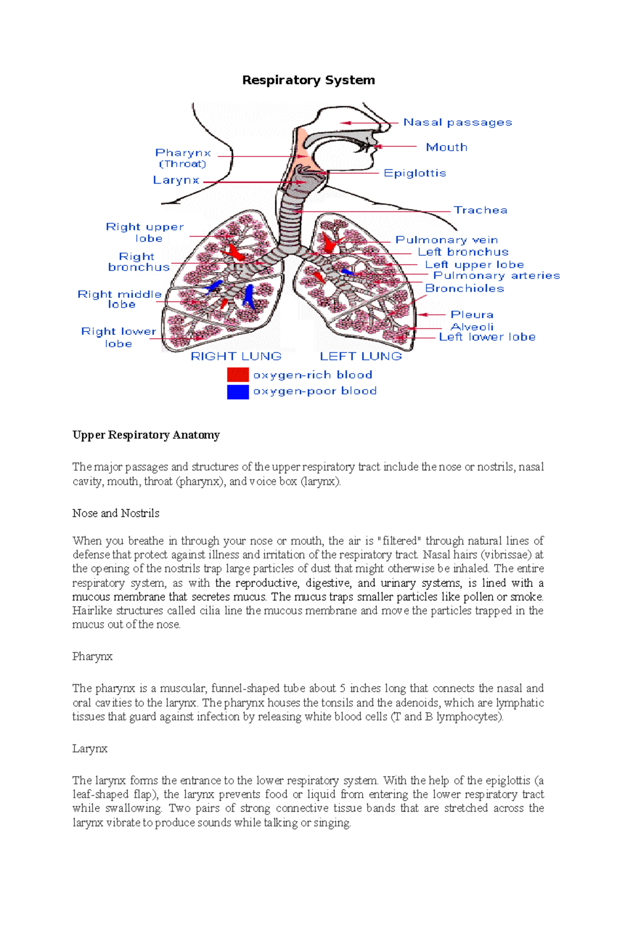 Normal-Anatomy notes - Respiratory System Upper Respiratory Anatomy The ...