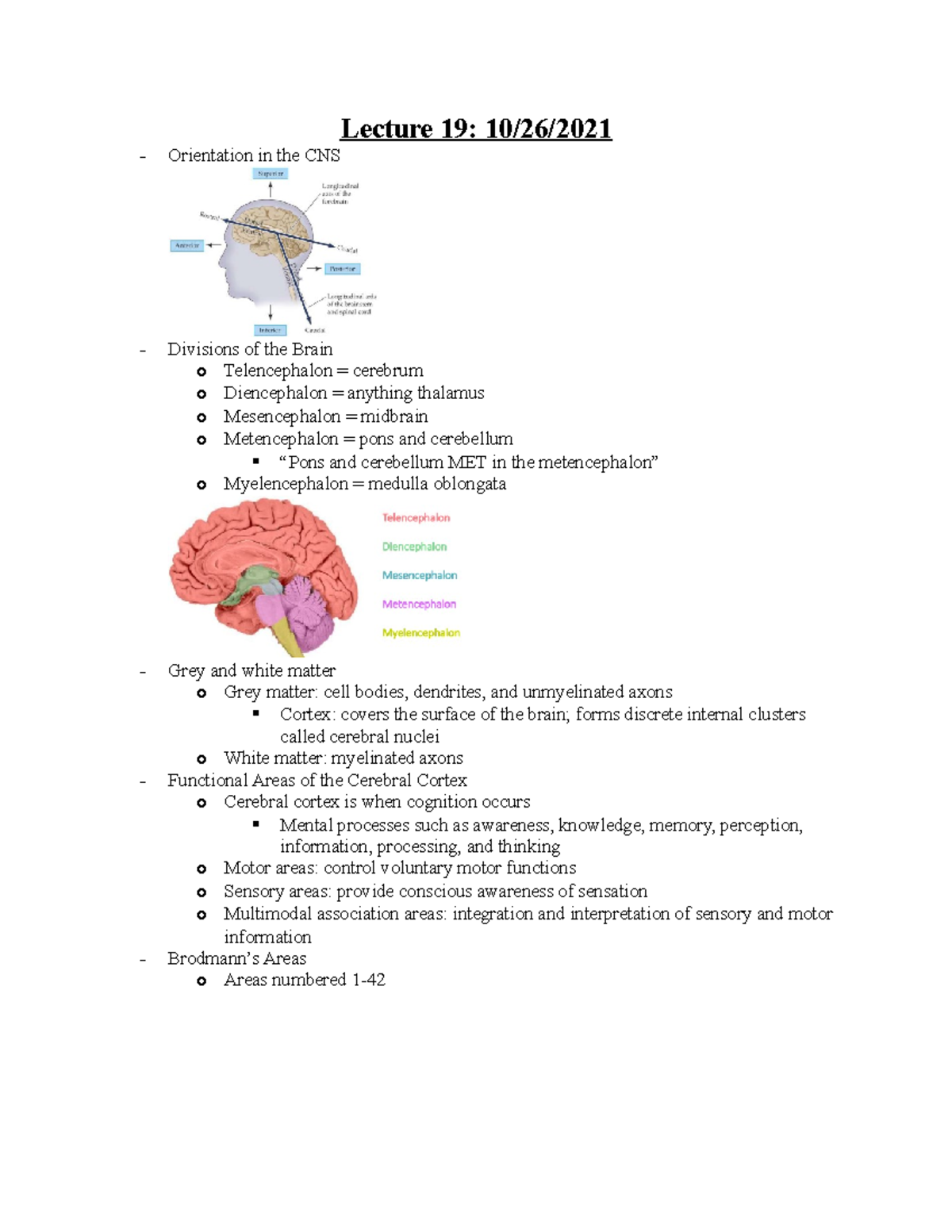 Anatomy 337 Exam 3 Notes Professor Hills-Meyer and Stamm - Lecture 19: ...