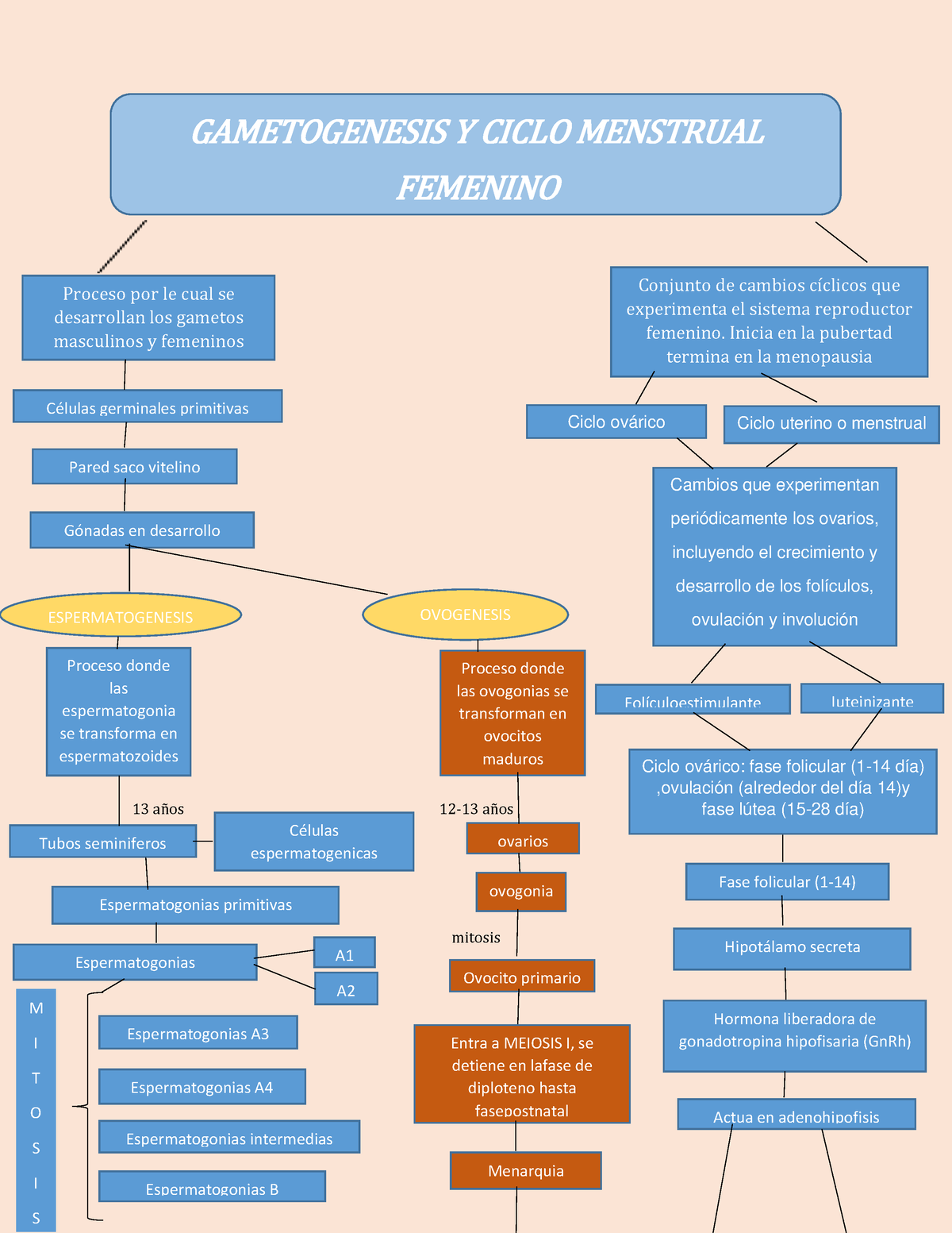 Gametogenesis Y Ciclo Menstrual Proceso Donde Las Ovogonias Se Transforman En Ovocitos Maduros 0448