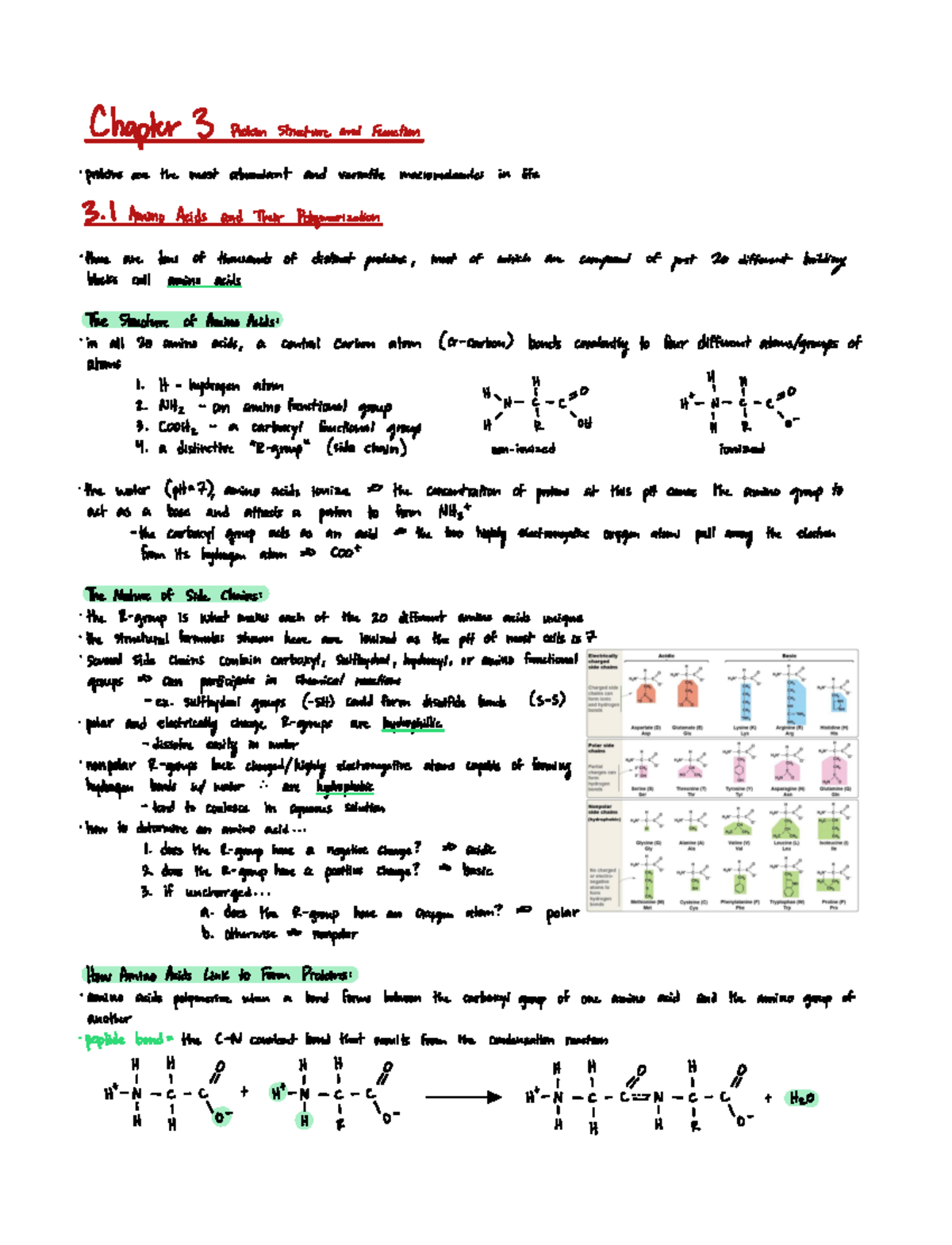 Ch. 3 - Protein Structure and Function - Chapter 3 Protein ...