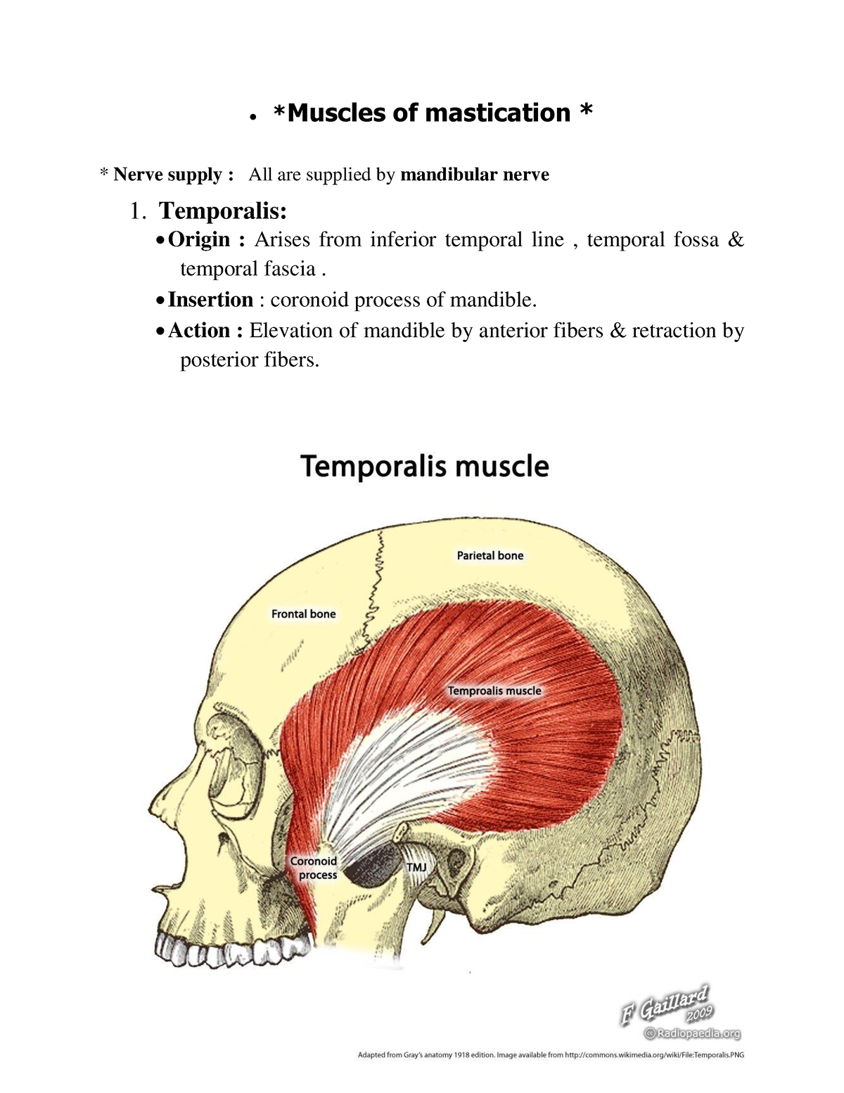 Mastication LO - Mandibular Nerve 