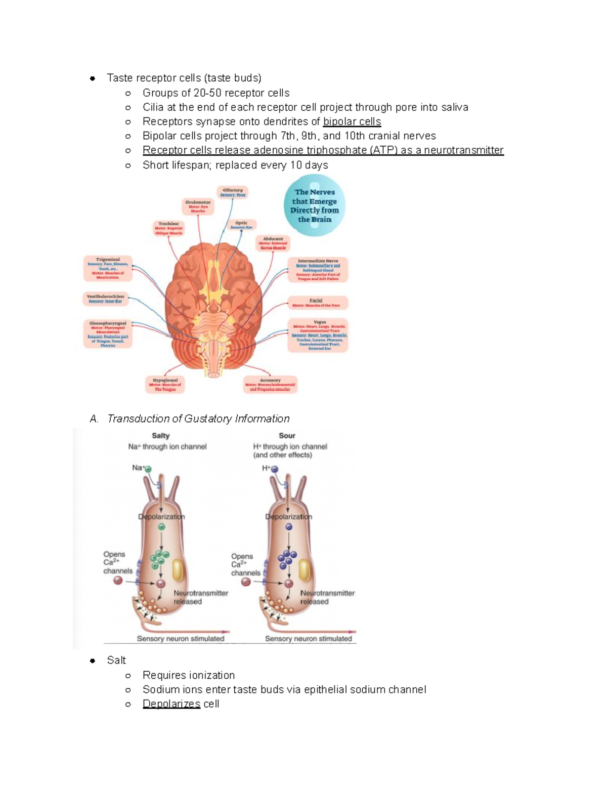 BBB Chapter 8 Notes Part 2 - Taste receptor cells (taste buds) Groups ...