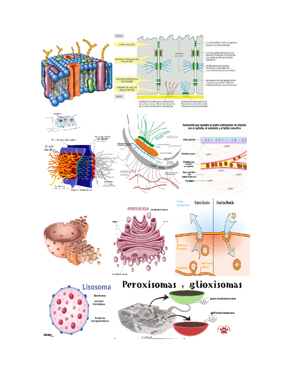 Doc2 Biologia Ygiuhjp Biologia Studocu
