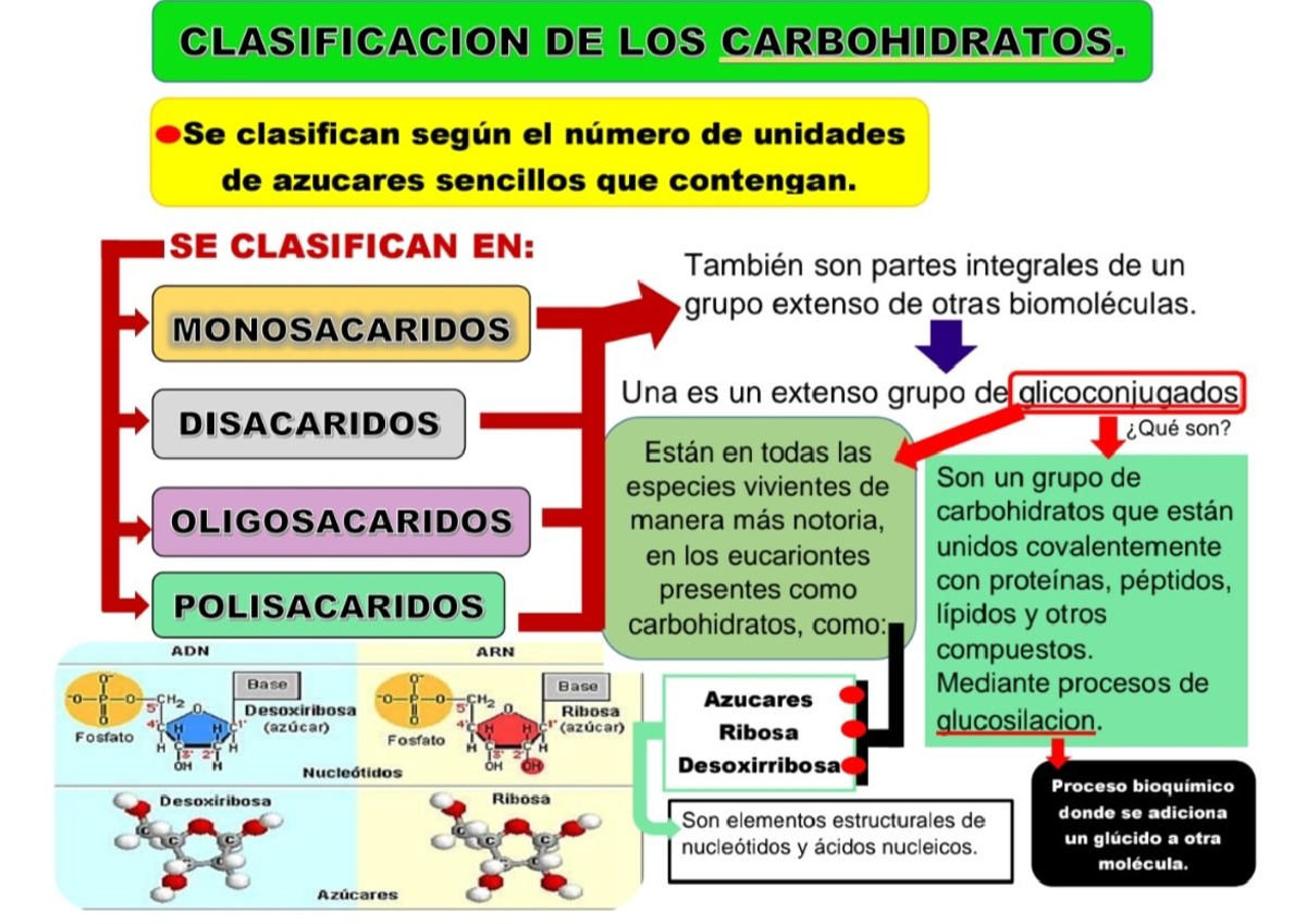 Clasificación de los carbohidratos - Bioquímica - Studocu