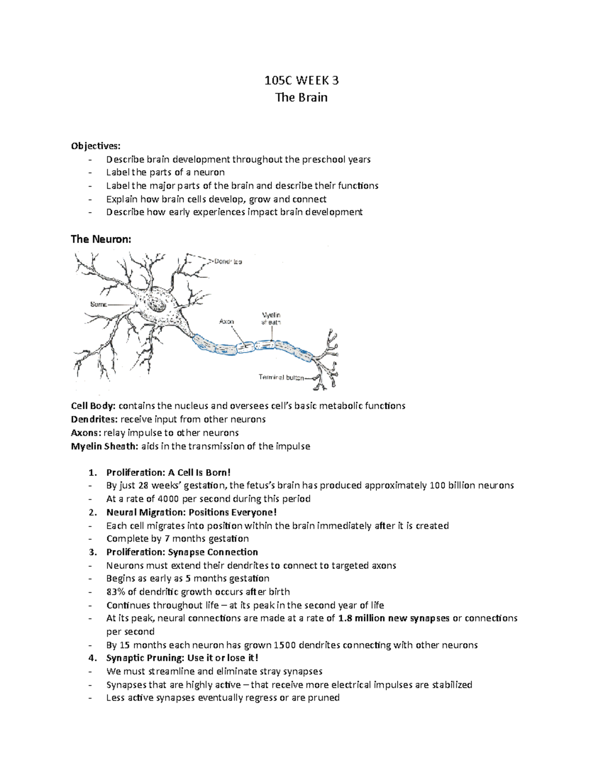105C WEEK 3 - notes - 105C WEEK 3 The Brain Objectives: - Describe ...