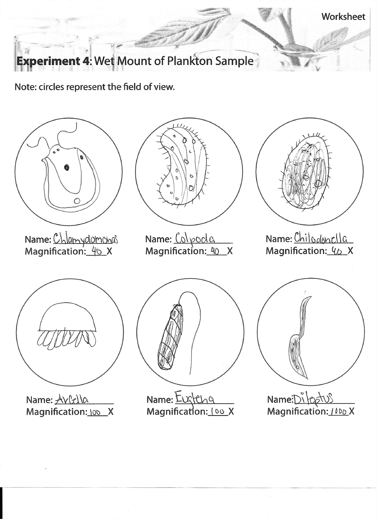 biology coursework experiment 4