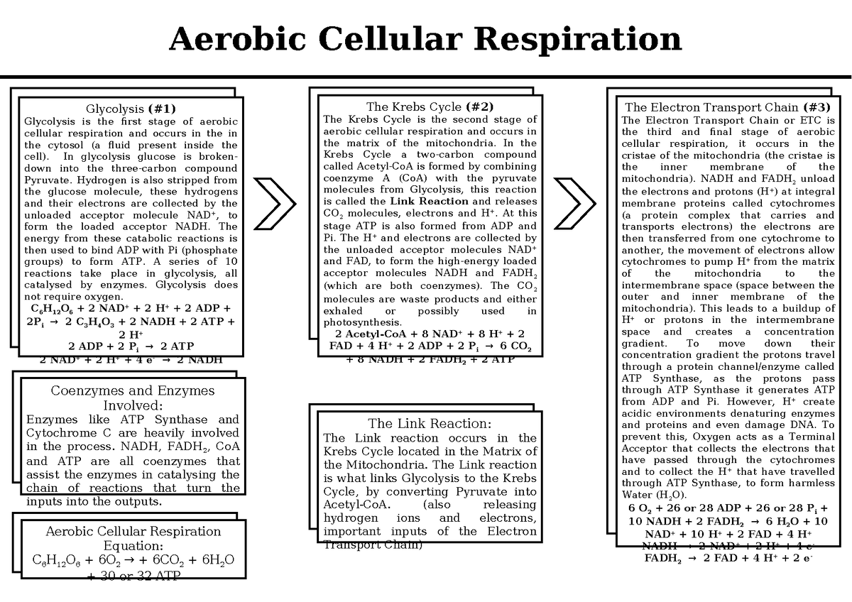 Aerobic Cellular Respiration - Process (mind Map - Poster) - Aerobic 